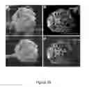 Fig. 30 - Organ/tissue decellularization, framework maintenance and recellularization