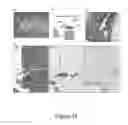 Fig. 44 - Organ/tissue decellularization, framework maintenance and recellularization