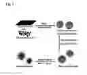 Fig. 02 - Titanate and titania nanostructures and nanostructure assemblies, and methods of making same