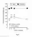 Fig. 07 - Peripherally-acting cannabinoid receptor agonists for chronic pain