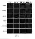 Fig. 03 - Compositions and methods for increasing the expression and signalling of proteins on cell surfaces