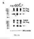 Fig. 05 - Compositions and methods for increasing the expression and signalling of proteins on cell surfaces