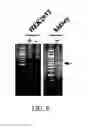 Fig. 10 - Compositions and methods for increasing the expression and signalling of proteins on cell surfaces