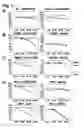 Fig. 08 - Cell-penetrating peptides and uses thereof