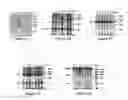 Fig. 02 - Antibodies Directed Against Hepatitis C Virus E1E2 Complex, Compositions of HCV Particles, and Pharmaceutical Compositions