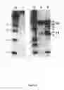 Fig. 03 - Antibodies Directed Against Hepatitis C Virus E1E2 Complex, Compositions of HCV Particles, and Pharmaceutical Compositions