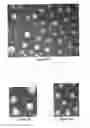 Fig. 06 - Antibodies Directed Against Hepatitis C Virus E1E2 Complex, Compositions of HCV Particles, and Pharmaceutical Compositions