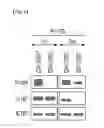 Fig. 04 - Use of regulatory T cell-specific surface protein LRIG-1