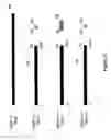 Fig. 53 - Antibodies and molecules derived therefrom that bind to STEAP-1 proteins