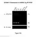 Fig. 65 - Antibodies and molecules derived therefrom that bind to STEAP-1 proteins