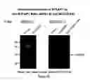 Fig. 80 - Antibodies and molecules derived therefrom that bind to STEAP-1 proteins