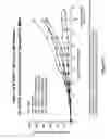 Fig. 82 - Antibodies and molecules derived therefrom that bind to STEAP-1 proteins