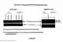 Fig. 83 - Antibodies and molecules derived therefrom that bind to STEAP-1 proteins