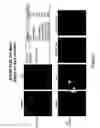 Fig. 86 - Antibodies and molecules derived therefrom that bind to STEAP-1 proteins