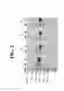 Fig. 06 - PURIFICATION OF HETERO-DIMERIC IMMUNOGLOBULINS