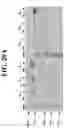 Fig. 76 - PURIFICATION OF HETERO-DIMERIC IMMUNOGLOBULINS