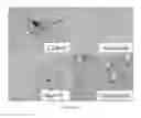 Fig. 06 - Media for culturing, preserving, and administering regenerative cells