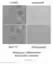 Fig. 09 - Media for culturing, preserving, and administering regenerative cells
