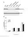 Fig. 06 - COMPOSITIONS AND METHODS FOR PROMOTING THE GENERATION OF DEFINITIVE ENDODERM