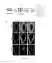 Fig. 07 - COMPOSITIONS AND METHODS FOR PROMOTING THE GENERATION OF DEFINITIVE ENDODERM