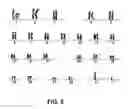 Fig. 08 - Induction of pluripotent cells