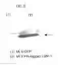 Fig. 06 - METHODS FOR ACCELERATING BONE REPAIR