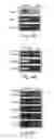 Fig. 06 - Expanding the eukaryotic genetic code