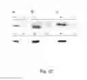 Fig. 22 - Expanding the eukaryotic genetic code