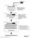 Fig. 04 - Baculoviral DNA elements for the expression of recombinant proteins in a host insect