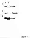 Fig. 08 - Baculoviral DNA elements for the expression of recombinant proteins in a host insect