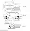Fig. 04 - Methods for in vitro joining and combinatorial assembly of nucleic acid molecules