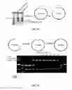 Fig. 15 - Methods for in vitro joining and combinatorial assembly of nucleic acid molecules