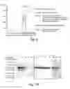 Fig. 08 - METHODS AND COMPOSITIONS FOR CELL-PROLIFERATION-RELATED DISORDERS