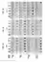 Fig. 05 - Detection of an amplification reaction product using pH-sensitive dyes