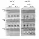 Fig. 08 - Detection of an amplification reaction product using pH-sensitive dyes