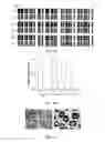 Fig. 16 - Methods for amplifying DNA from the promoter of the NDRG4 gene DNA obtained from a fecal sample