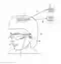 Fig. 01 - VARYING PIXEL SIZE BASED ON LINE PITCH FOR AUGMENTED OR VIRTUAL REALITY
