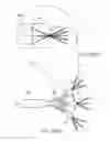 Fig. 52 - VARYING PIXEL SIZE BASED ON LINE PITCH FOR AUGMENTED OR VIRTUAL REALITY