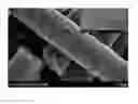 Fig. 01 - Method for preparing carbon nanofiber composite and carbon nanofiber composite prepared thereby