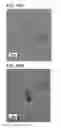 Fig. 44 - Semiconductor film, transistor, semiconductor device, display device, and electronic appliance