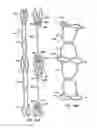 Fig. 44 - Everting Heart Valve