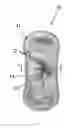 Fig. 05 - Color printed laminated structure, absorbent article comprising the same and process for manufacturing the same