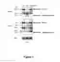 Fig. 02 - Combinations of a caspase inhibitor and an antiviral agent