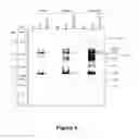 Fig. 07 - Combinations of a caspase inhibitor and an antiviral agent