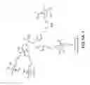 Fig. 07 - Tetragalnac and peptide containing conjugates and methods for delivery of oligonucleotides