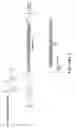 Fig. 99 - Tetragalnac and peptide containing conjugates and methods for delivery of oligonucleotides