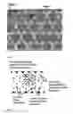 Fig. 02 - Charged porous polymeric membrane with high void volume