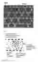 Fig. 02 - Porous polymeric membrane with high void volume