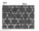 Fig. 01 - Composite porous polymeric membrane with high void volume