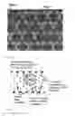 Fig. 02 - Composite porous polymeric membrane with high void volume